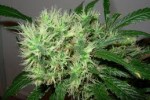 Medical Marijuana Collective Is More Effective For Many