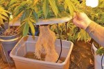 How to Grow Weed Indoors with the Right Growing Medium