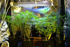 Using The Right Nutrients For Growing Marijuana Indoors