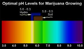 marijuana ph levels