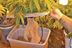 marijuana roots
